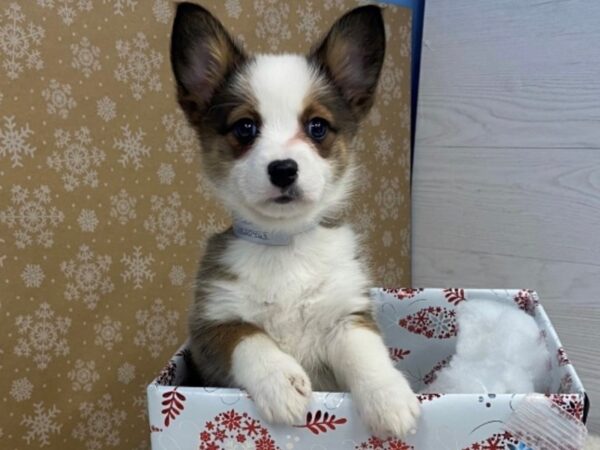 Auggie DOG Male Red Merle 20566 Petland Batavia, Illinois