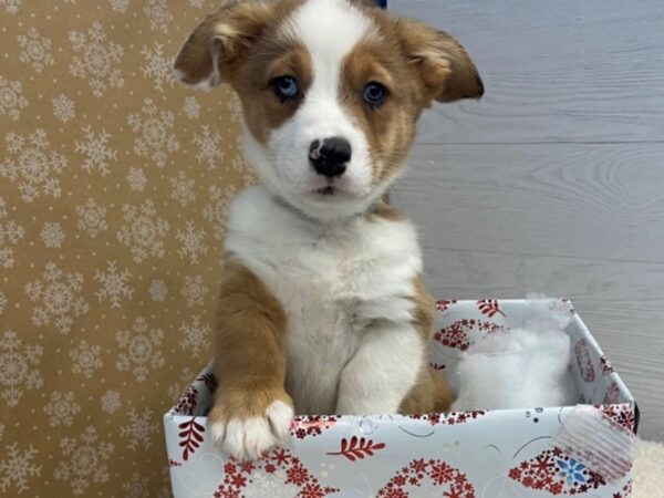 Auggie-DOG-Male-Red Merle-20270-Petland Batavia, Illinois