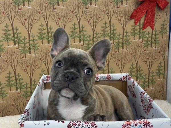 French Bulldog DOG Female Blue Brindle 20231 Petland Batavia, Illinois
