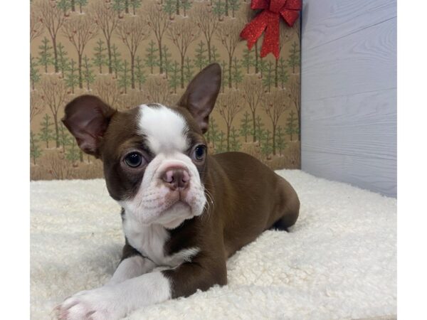 Boston Terrier DOG Female Seal / White 20238 Petland Batavia, Illinois