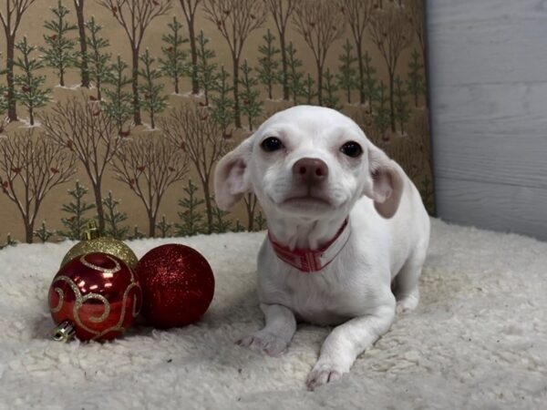 Chihuahua-DOG-Female-White / Fawn-20183-Petland Batavia, Illinois