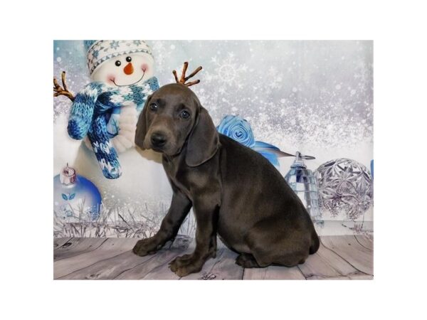 Weimaraner DOG Female Blue 20288 Petland Batavia, Illinois