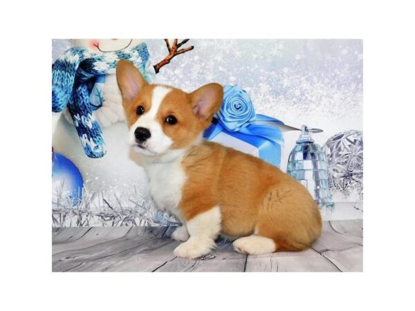 Pembroke Welsh Corgi DOG Male Sable / White 20290 Petland Batavia, Illinois