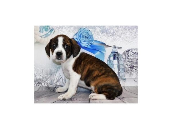 Boggle DOG Female Black Brindle / White 20287 Petland Batavia, Illinois