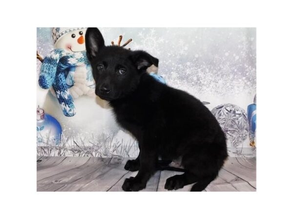 German Shepherd Dog DOG Male Black 12405 Petland Batavia, Illinois
