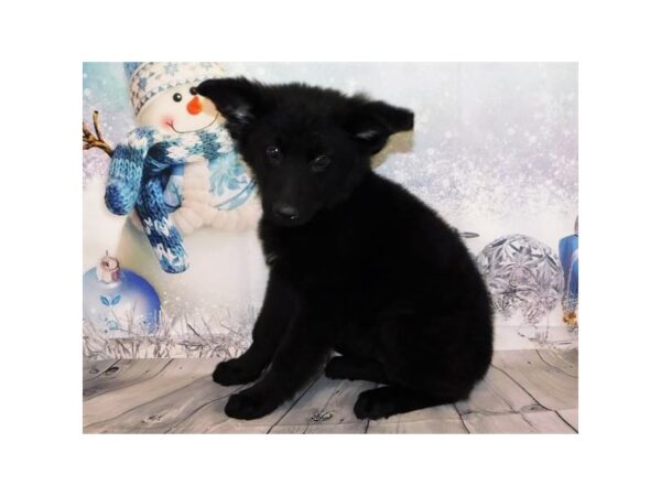 German Shepherd Dog DOG Female Black 20547 Petland Batavia, Illinois