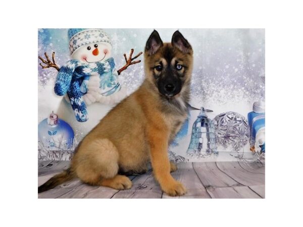 Siberian Husky/Belgian Tervuren-DOG-Male-Mahogany / Black-20548-Petland Batavia, Illinois