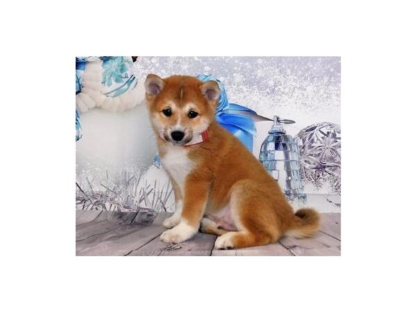 Shiba Inu DOG Male Red Sesame 20541 Petland Batavia, Illinois