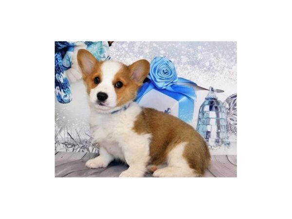Pembroke Welsh Corgi DOG Male Sable / White 20540 Petland Batavia, Illinois
