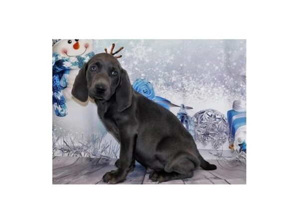 Weimaraner-DOG-Male-Blue-20542-Petland Batavia, Illinois