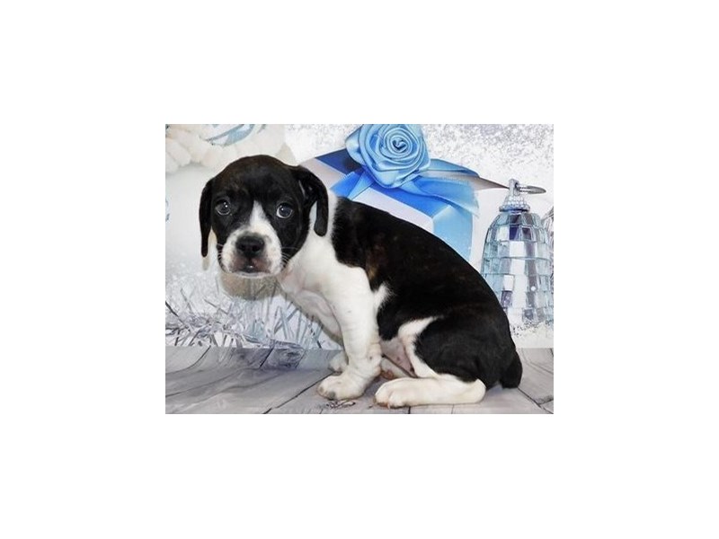 Boggle Puppy Black Brindle / White ID:20544 Located at Petland Batavia ...