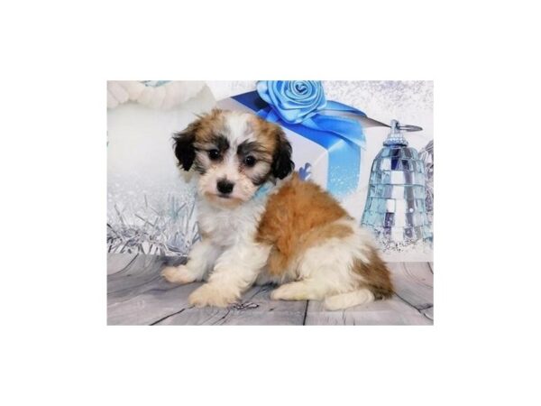 Teddy Bear DOG Male Gold / White 20546 Petland Batavia, Illinois