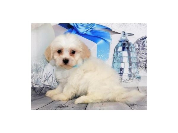 Teddy Bear DOG Female Cream 20545 Petland Batavia, Illinois