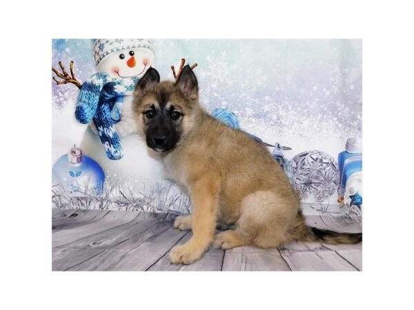 Siberian Husky/Belgian Tervuren DOG Male Mahogany / Black 20284 Petland Batavia, Illinois