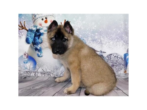 Siberian Husky/Belgian Tervuren-DOG-Male-Mahogany / Black-12400-Petland Batavia, Illinois