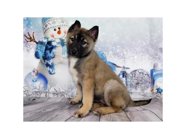 Siberian Husky/Belgian Tervuren DOG Male Mahogany / Black 12401 Petland Batavia, Illinois