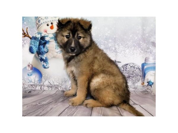 Siberian Husky/Belgian Tervuren DOG Male Mahogany / Black 20567 Petland Batavia, Illinois