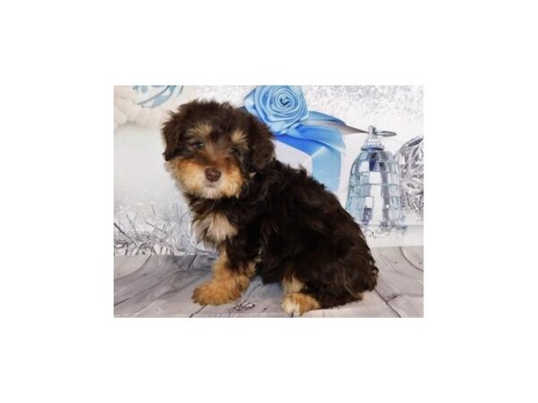 Schnoodle DOG Female Chocolate / Tan 20549 Petland Batavia, Illinois