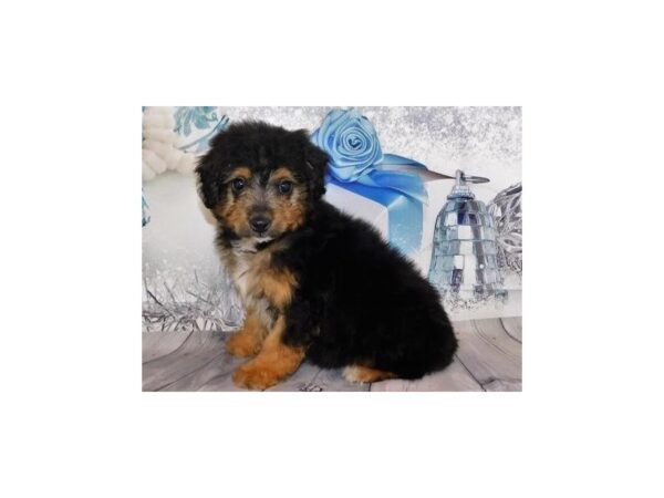 Aussiedoodle Mini 2nd Generation-DOG-Male-Black-20551-Petland Batavia, Illinois