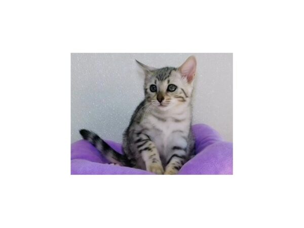 Bengal CAT Female Black Silver 20550 Petland Batavia, Illinois