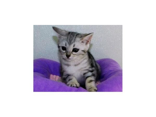 Bengal-CAT-Female-Black Silver-20543-Petland Batavia, Illinois