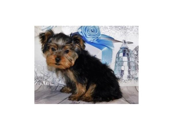 Yorkshire Terrier DOG Male Black / Tan 20285 Petland Batavia, Illinois