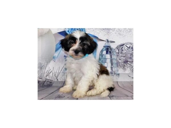 Teddy Bear-DOG-Male-Gold / White-20283-Petland Batavia, Illinois