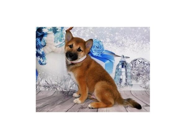 Shiba Inu DOG Male Red Sesame 12396 Petland Batavia, Illinois