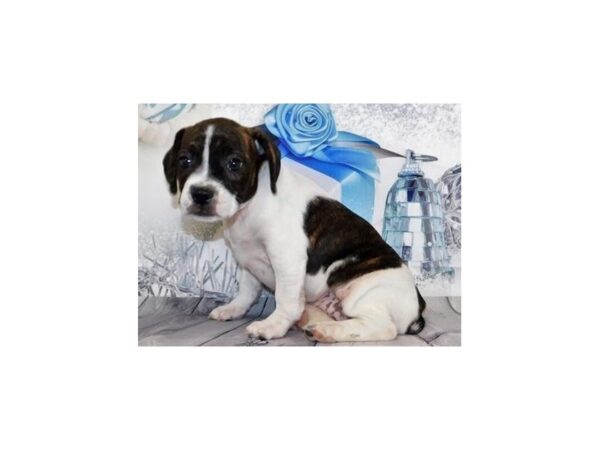Boggle DOG Female Black Brindle / White 12399 Petland Batavia, Illinois