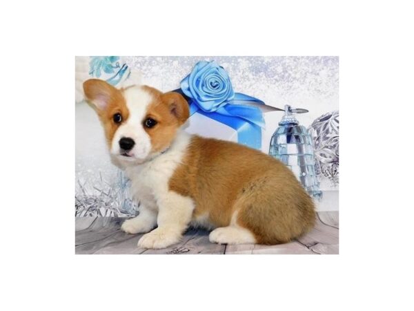 Pembroke Welsh Corgi DOG Female Sable / White 12395 Petland Batavia, Illinois