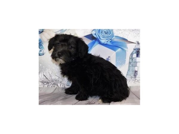 Schnoodle DOG Female Black 12406 Petland Batavia, Illinois