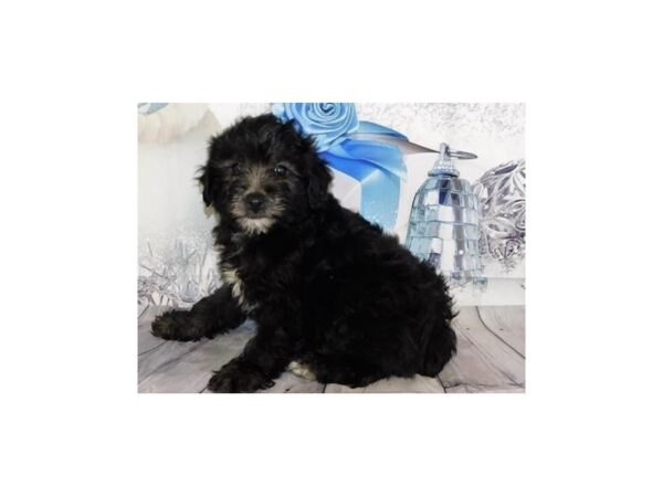 Aussiedoodle Mini 2nd Generation-DOG-Male-Black-12407-Petland Batavia, Illinois