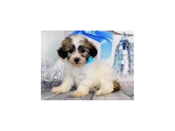 Teddy Bear-DOG-Female--12403-Petland Batavia, Illinois