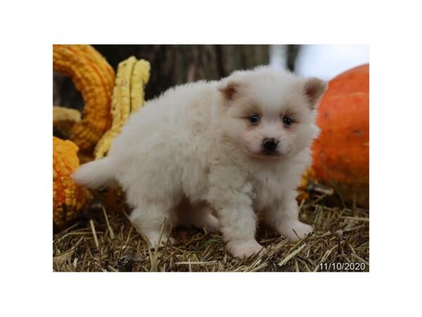 Pomeranian DOG Male White / Cream 20555 Petland Batavia, Illinois