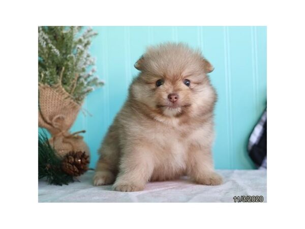 Pomeranian DOG Male Tan 20556 Petland Batavia, Illinois