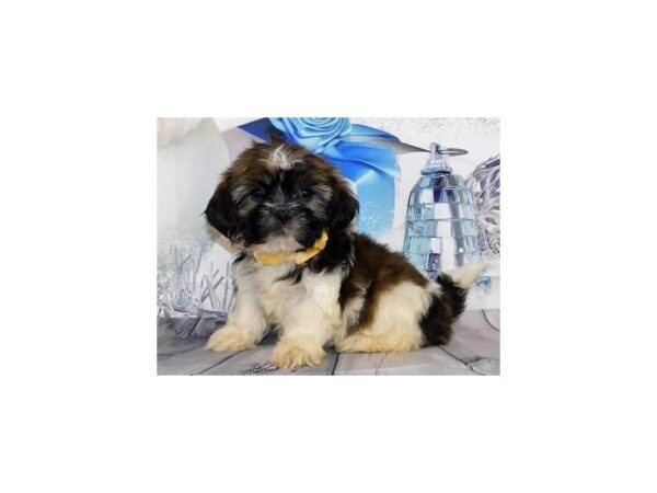 Shih Tzu DOG Male Gold / White 12397 Petland Batavia, Illinois