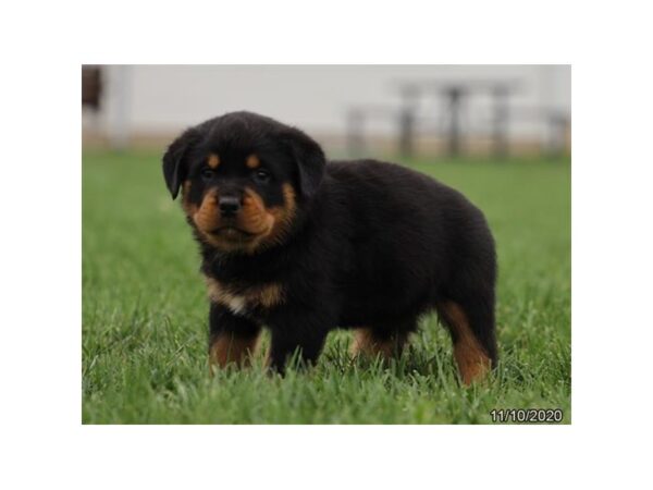 Rottweiler DOG Male Black / Tan 20301 Petland Batavia, Illinois