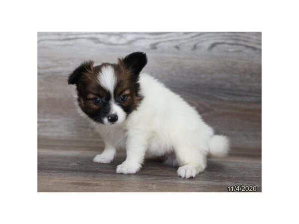 Papillon DOG Male White 20554 Petland Batavia, Illinois