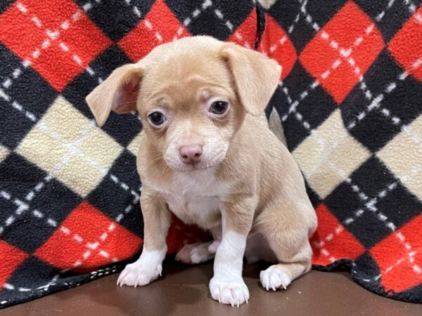 Chihuahua DOG Male 20564 Petland Batavia, Illinois