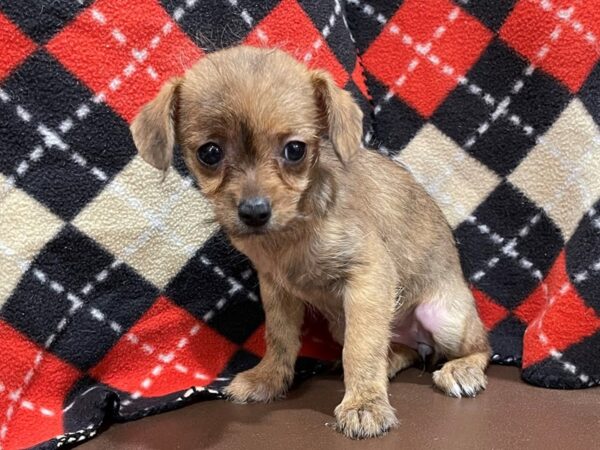 Chihuahua DOG Female Fawn, brindle markings 20563 Petland Batavia, Illinois