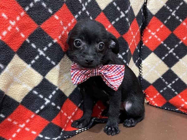 Chihuahua DOG Male Black 20562 Petland Batavia, Illinois