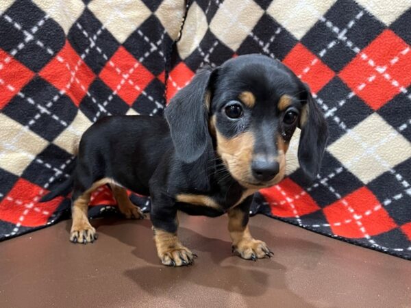 Dachshund DOG Female Black / Tan 20561 Petland Batavia, Illinois