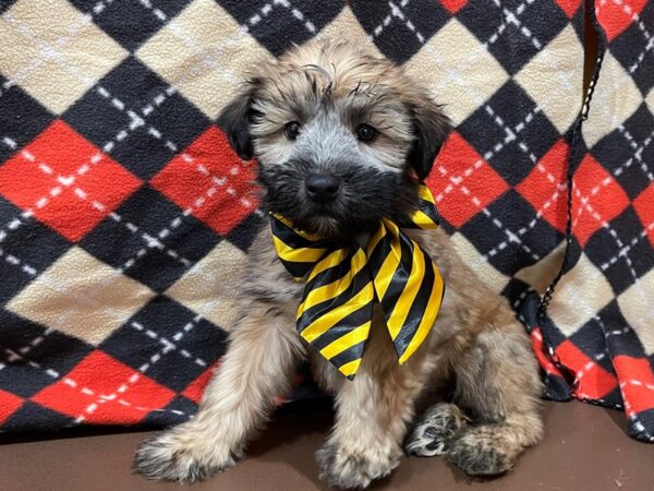 Soft Coated Wheaten Terrier-DOG-Female-Wheaten-20558-Petland Batavia, Illinois