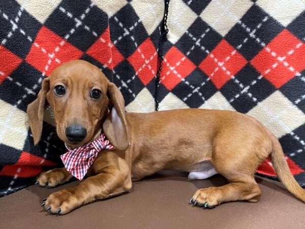 Dachshund DOG Male Red 20553 Petland Batavia, Illinois