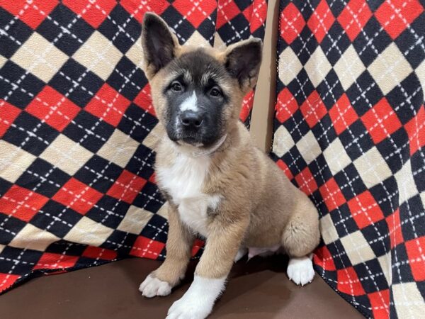 Akita DOG Male Brown 20552 Petland Batavia, Illinois