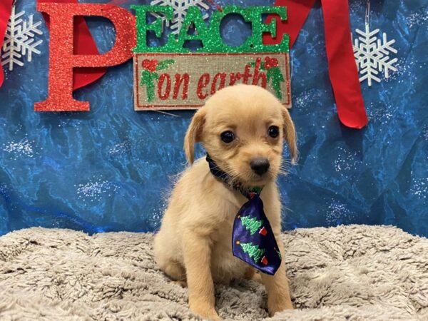 Chihuahua DOG Male Cream 12415 Petland Batavia, Illinois