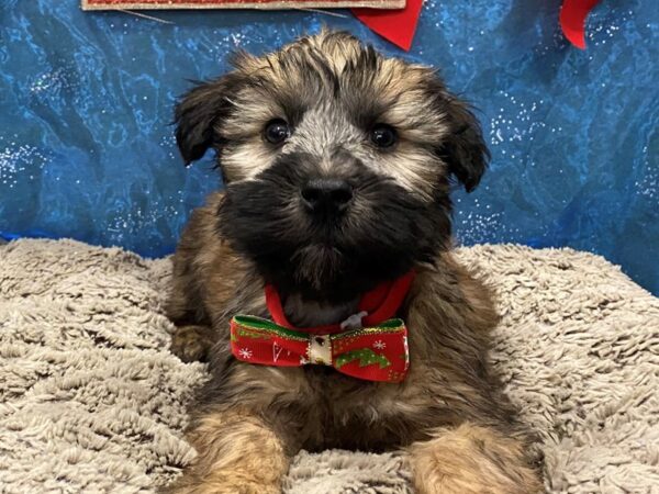 Soft Coated Wheaten Terrier DOG Female Wheaten 12411 Petland Batavia, Illinois