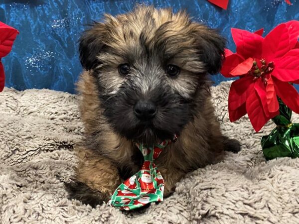 Soft Coated Wheaten Terrier DOG Male Wheaten 12410 Petland Batavia, Illinois