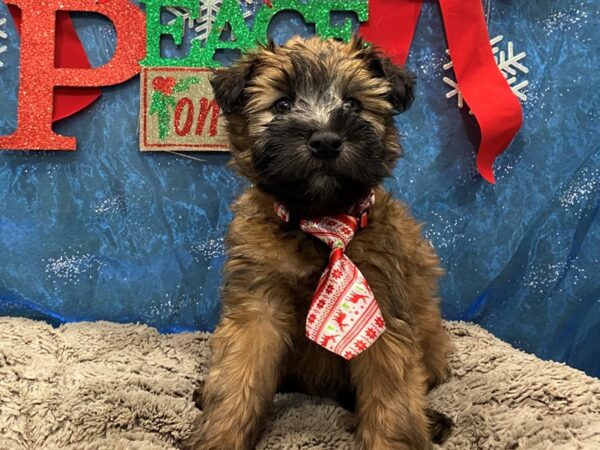 Soft Coated Wheaten Terrier DOG Male Wheaten 12409 Petland Batavia, Illinois