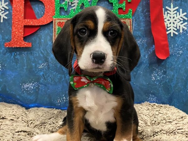 Beagle DOG Female Tri-Colored 12408 Petland Batavia, Illinois